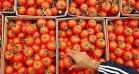 صادرات گوجه‌ تا پایان سال ممنوع شد