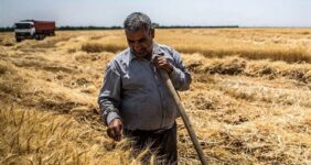 نقدی بر روند پرداخت مطالبات گندم‌کاران در 6 ماهه امسال